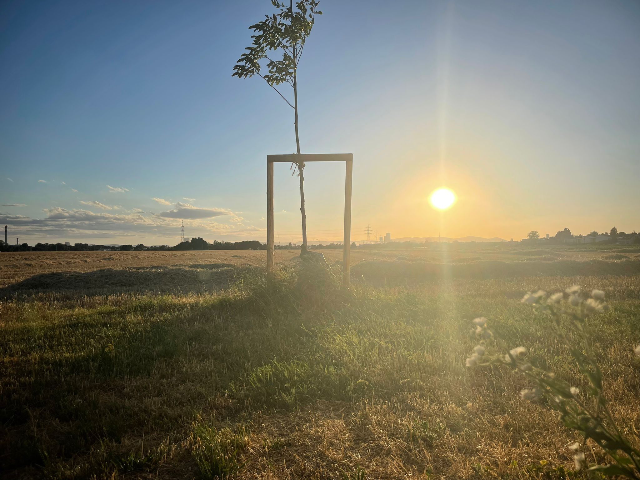 A sapling against the sunset